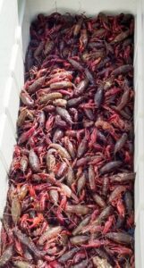 New Orleans-Style Crawfish and Shrimp Boil Image